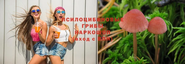 PSILOCYBIN Аркадак