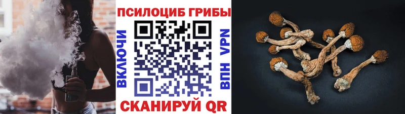 Псилоцибиновые грибы Psilocybe  Купить  Боготол 
